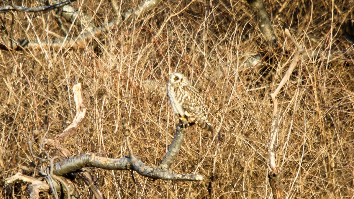 Short-eared Owl - ML627996948