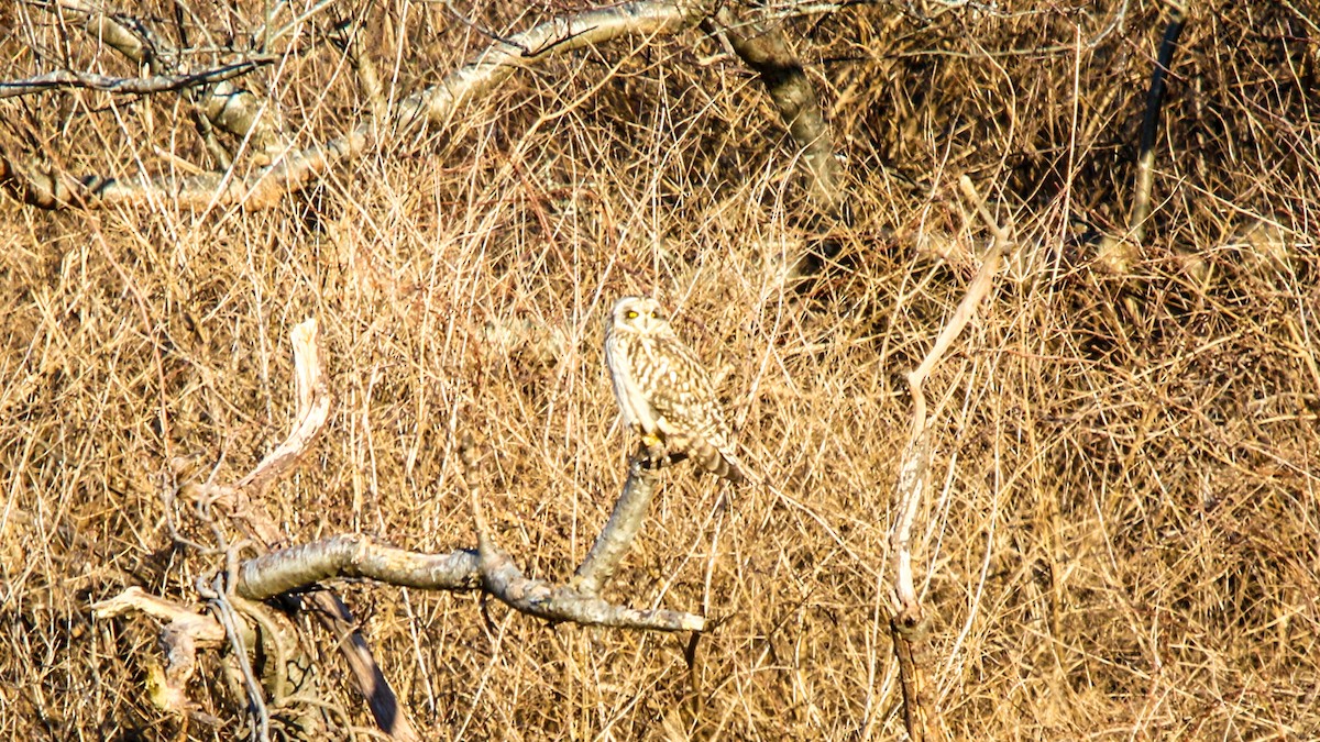 Short-eared Owl - ML627996949