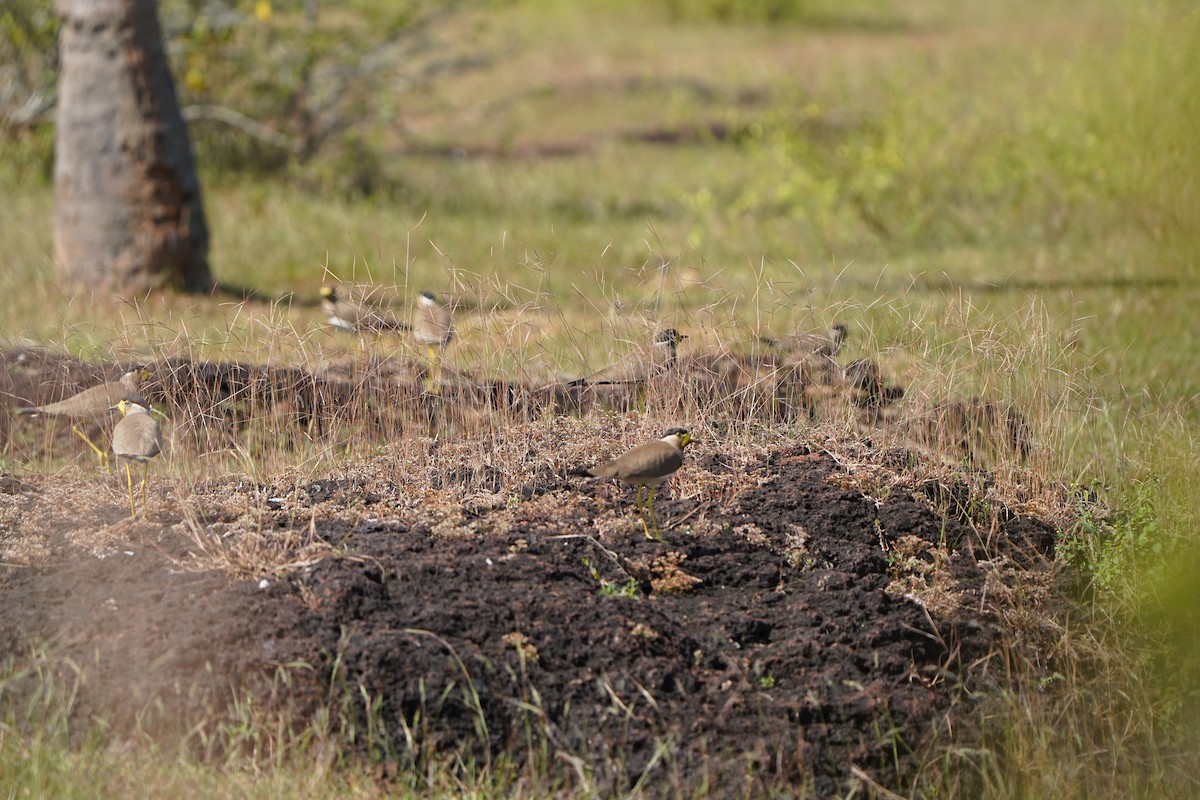 Yellow-wattled Lapwing - ML627996959