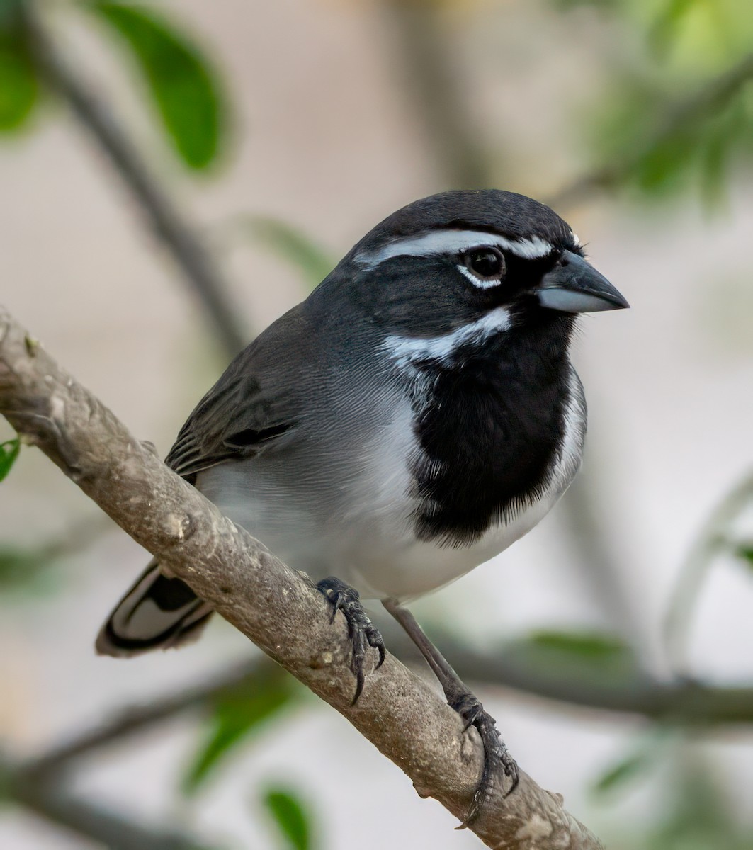 Black-throated Sparrow - ML627996967