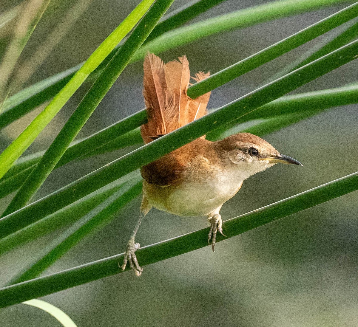 Yellow-chinned Spinetail - ML627996999