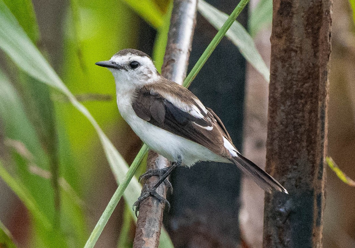 Pied Water-Tyrant - ML627997006