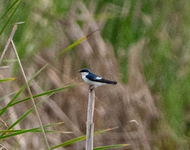 White-winged Swallow - ML627997042