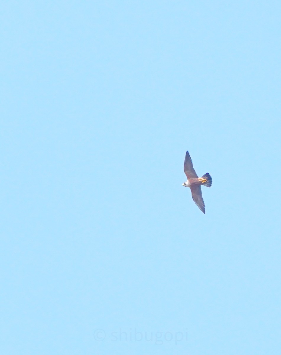 Peregrine Falcon - ML627997048