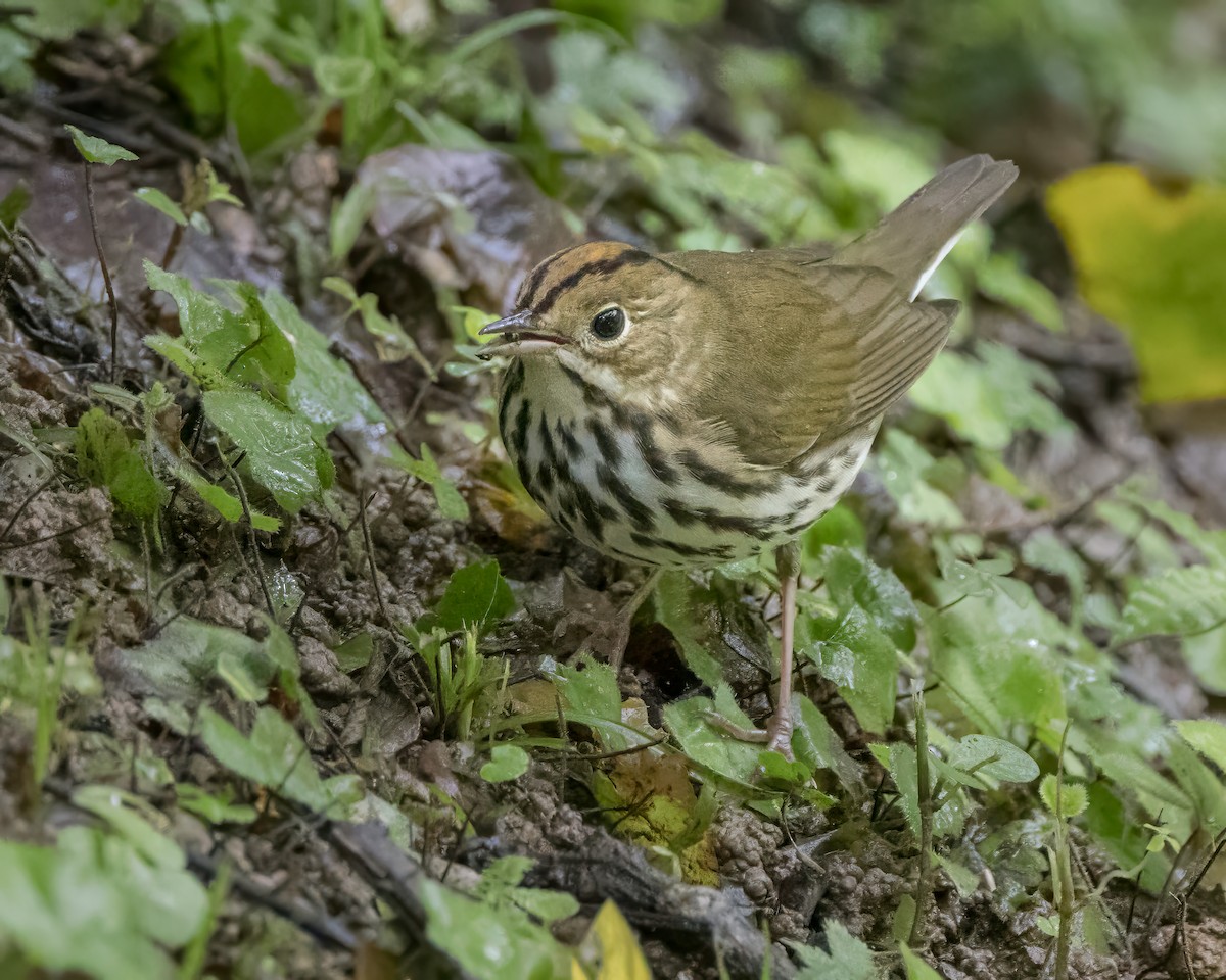 Ovenbird - ML627997055