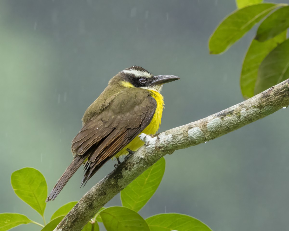 Boat-billed Flycatcher - ML627997061