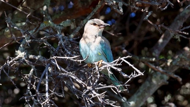 blåråke - ML627997077
