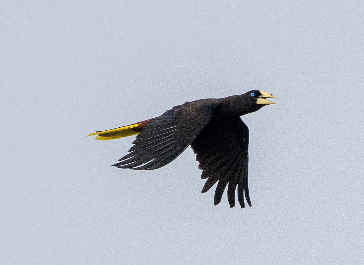 Crested Oropendola - ML627997116