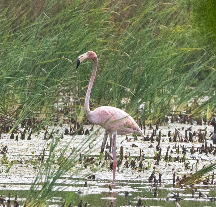 American Flamingo - ML627997128