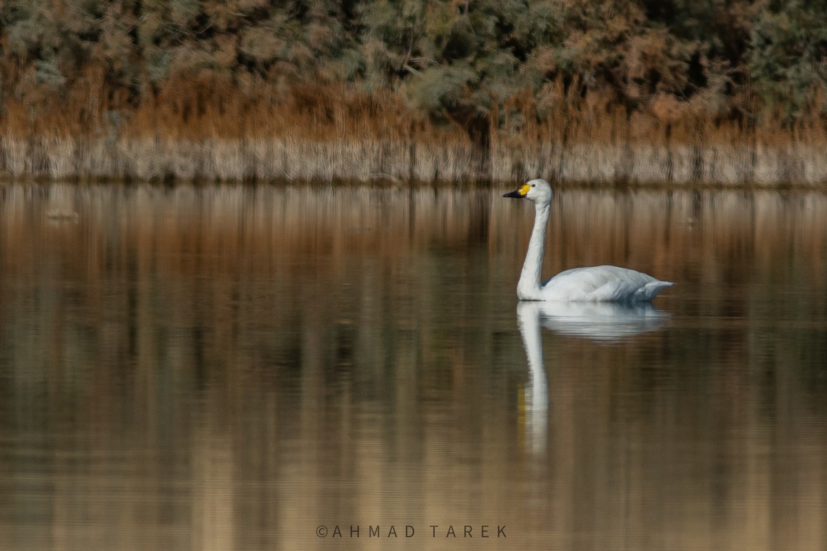 Cigno minore - ML627997142