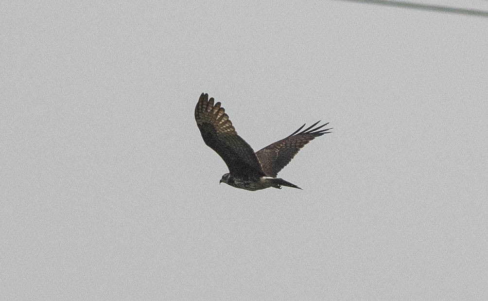 Long-winged Harrier - ML627997176