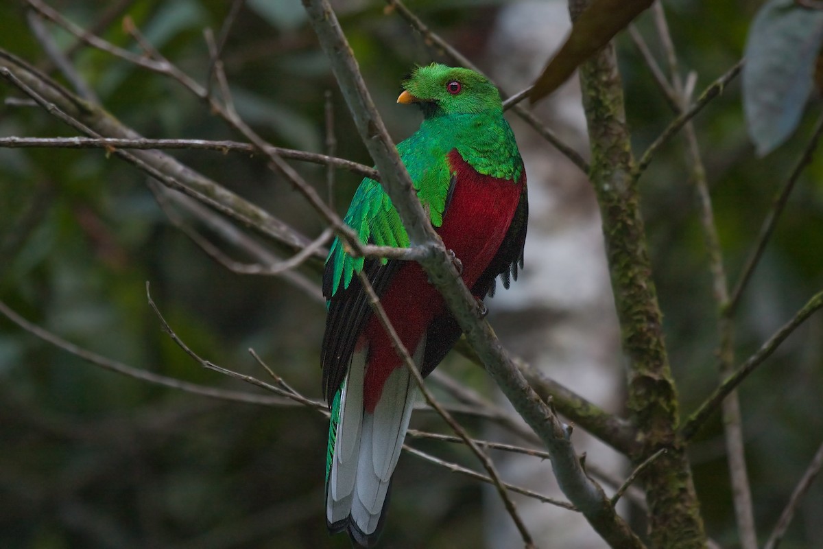 Crested Quetzal - ML627997243