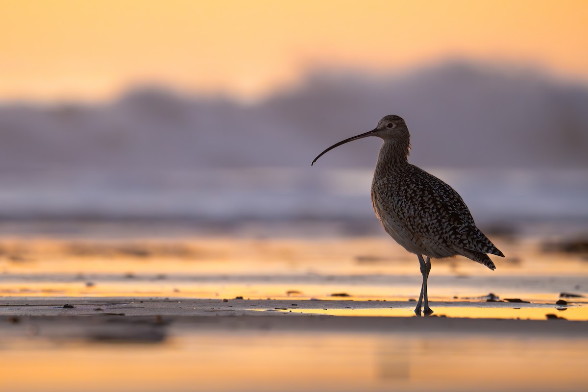 Long-billed Curlew - ML627997252