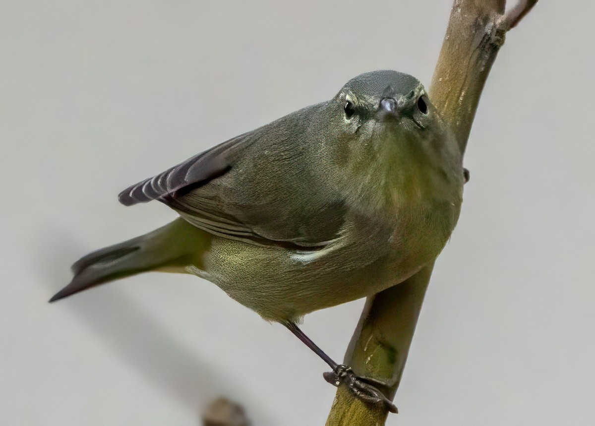 Orange-crowned Warbler - ML627997304