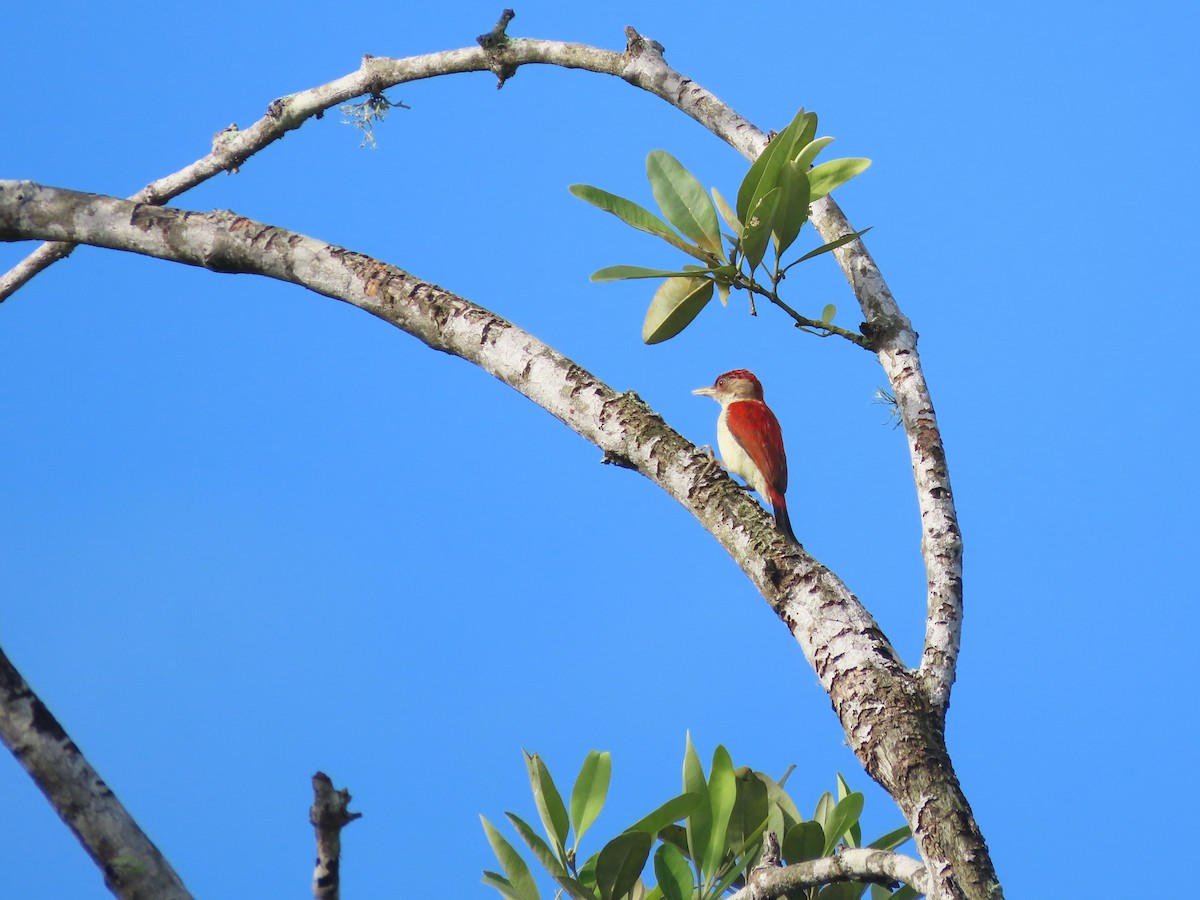 Scarlet-backed Woodpecker - ML627997325