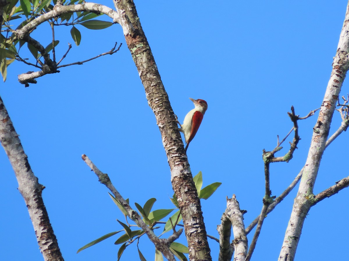 Scarlet-backed Woodpecker - ML627997326