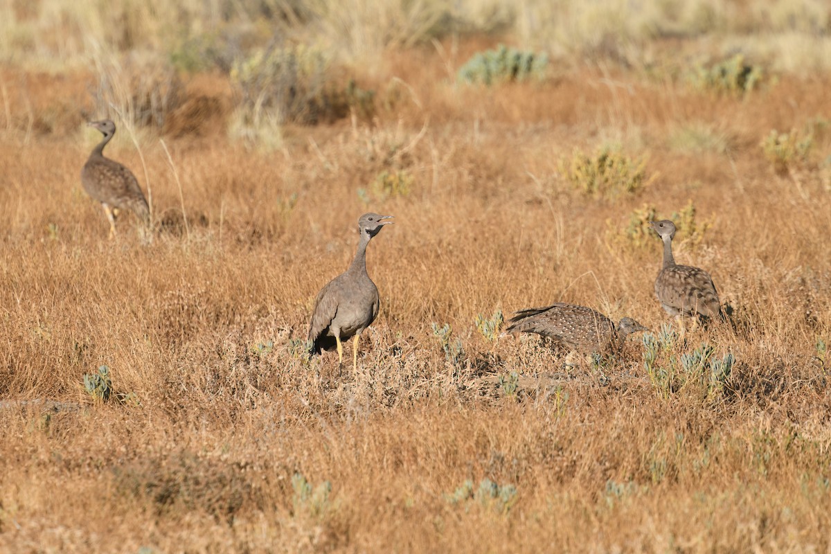 Karoo Bustard - ML627997387