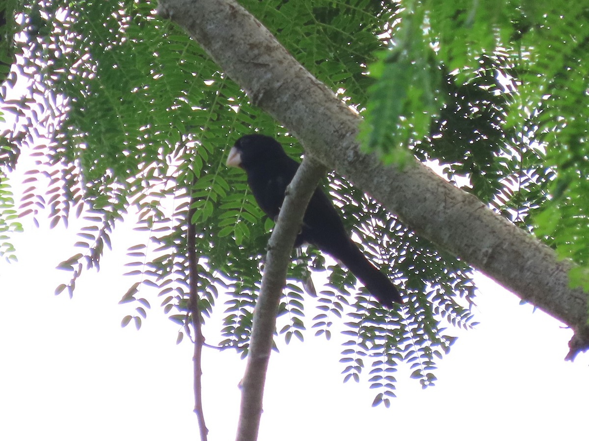 Large-billed Seed-Finch - ML627997439