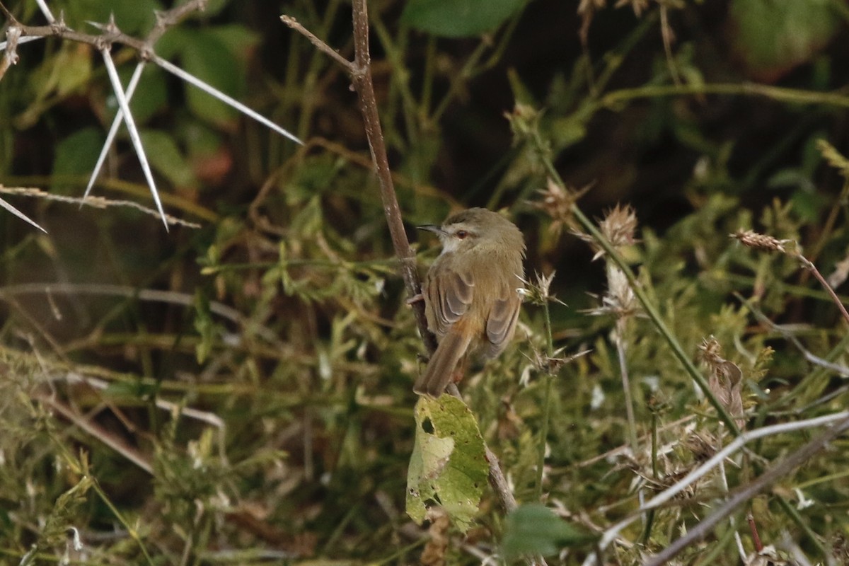 Tawny-flanked Prinia - ML627997477