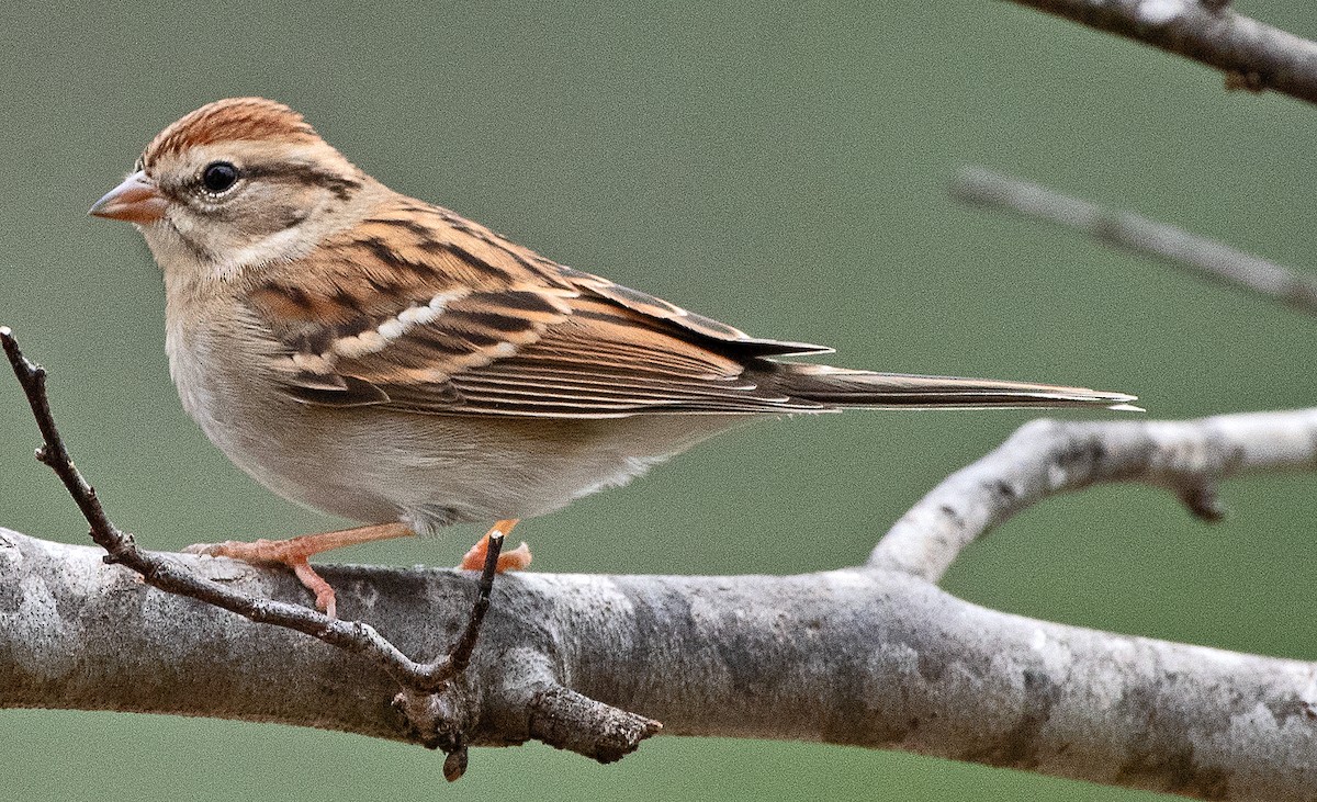 Chipping Sparrow - ML627997611