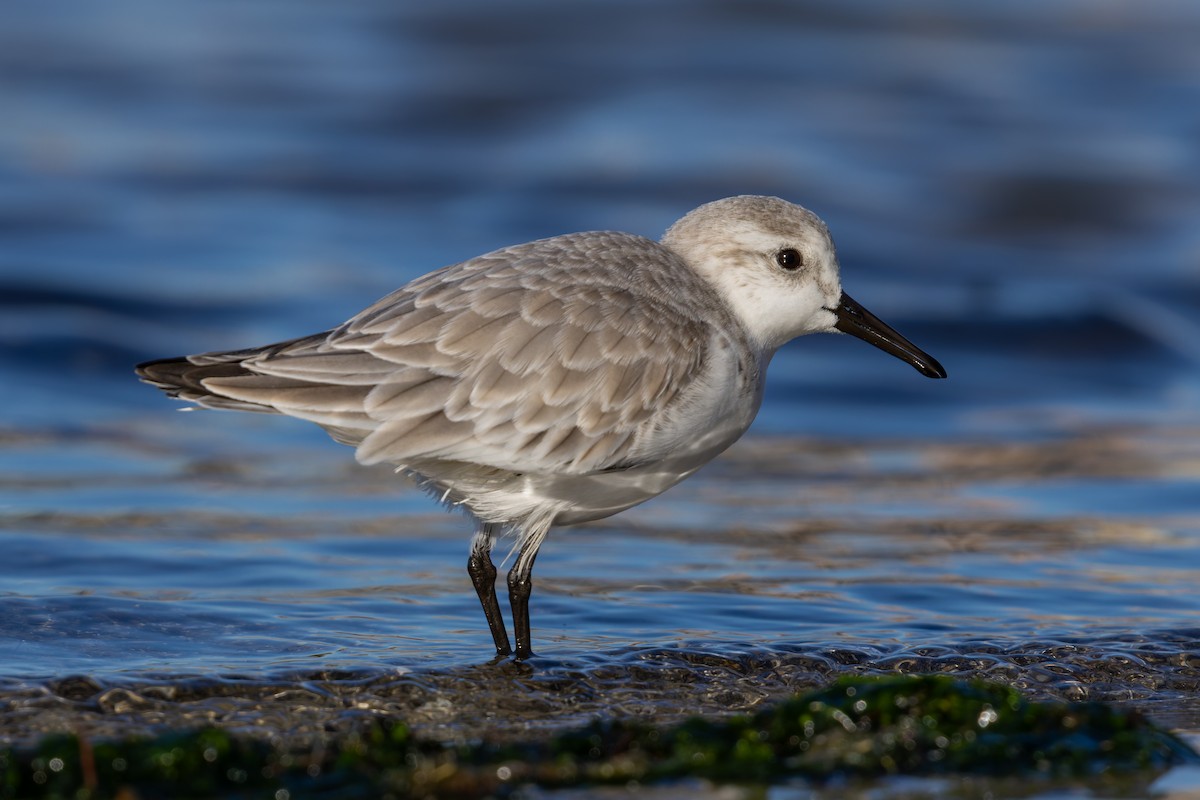 Sanderling - ML627997680