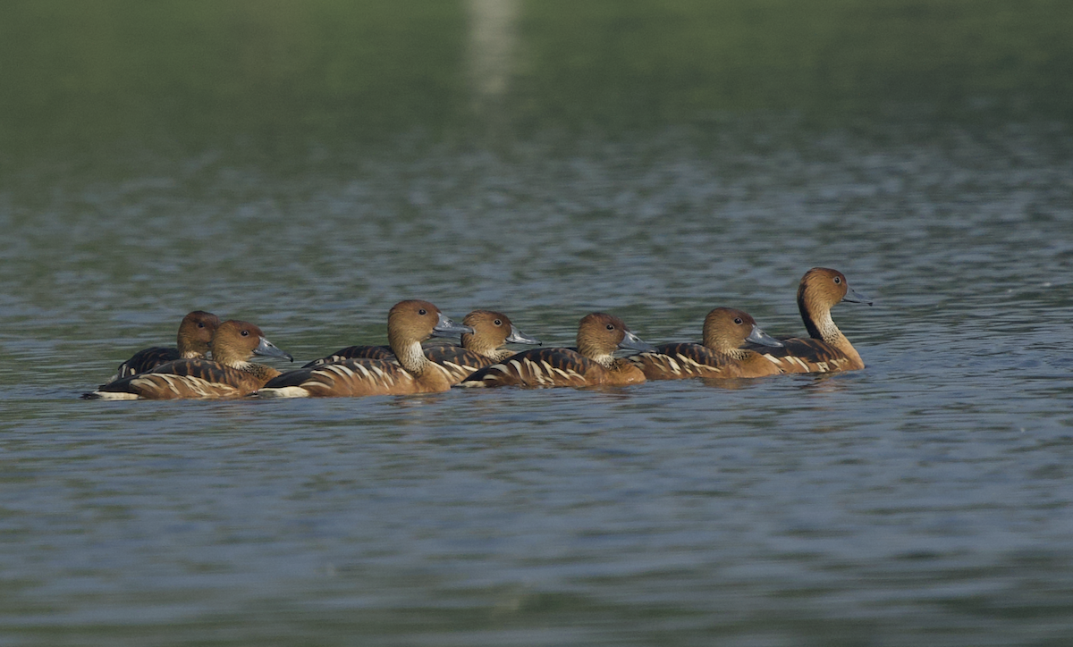 Fulvous Whistling-Duck - ML627997683