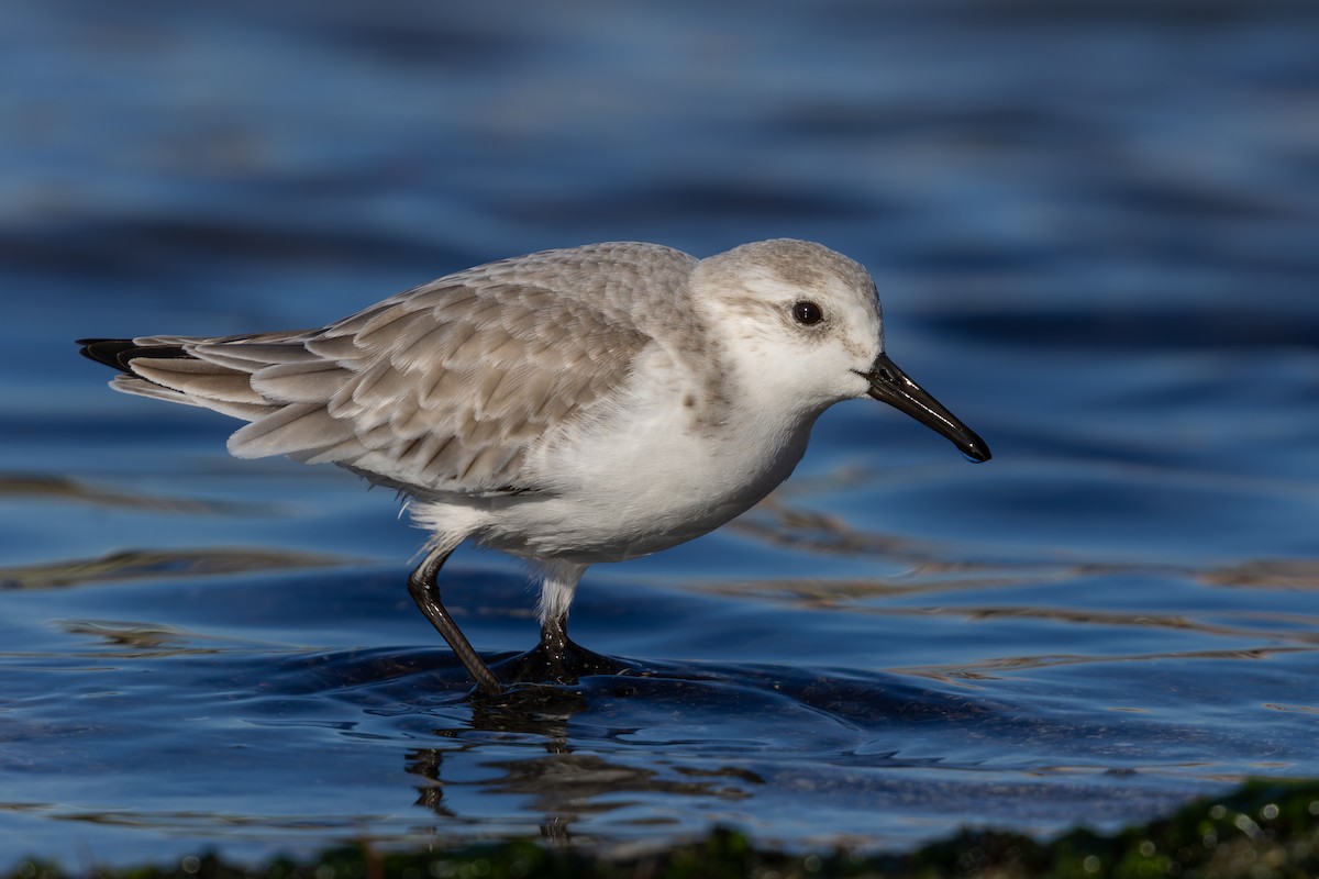 Sanderling - ML627997699