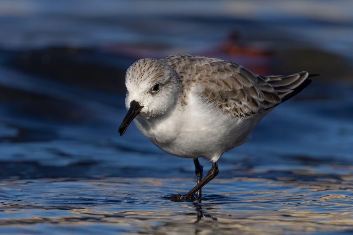 Sanderling - ML627997723