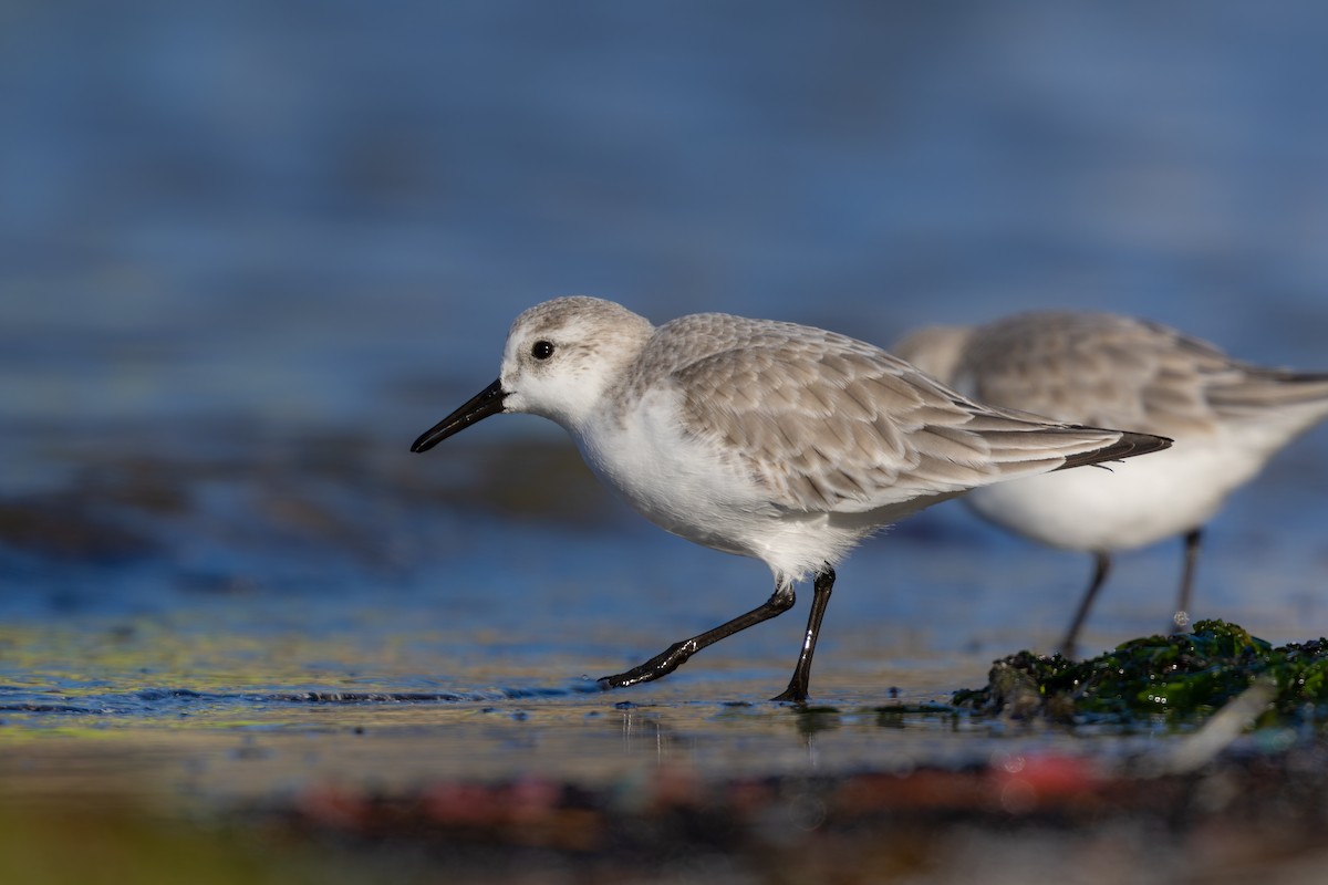 Sanderling - ML627997731