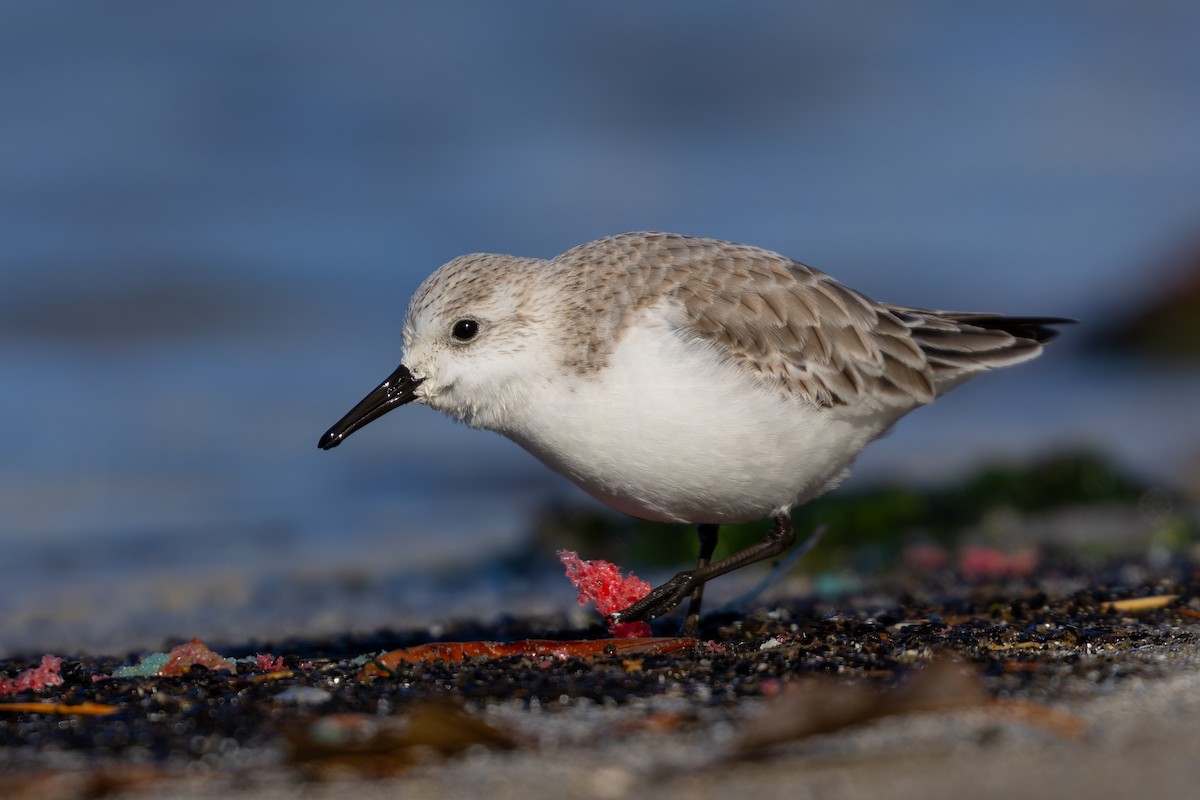 Sanderling - ML627997732