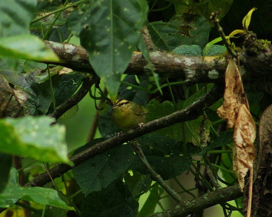 Worm-eating Warbler - ML627997733