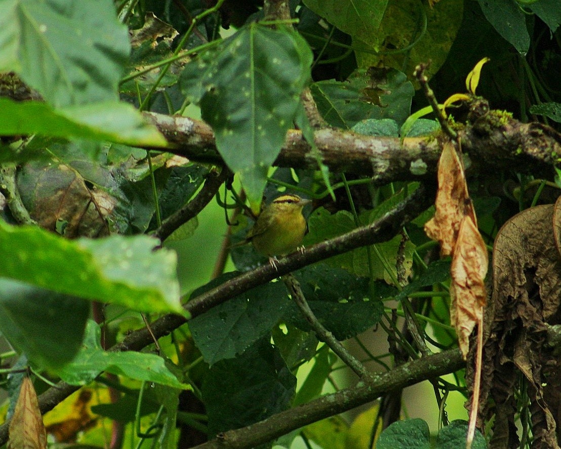 Worm-eating Warbler - ML627997734