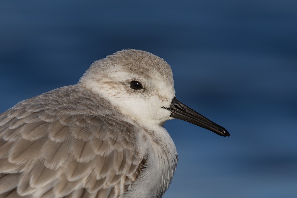 Sanderling - ML627997740