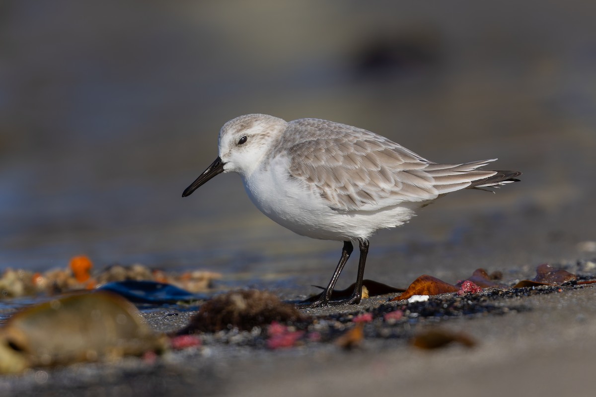 Sanderling - ML627997743