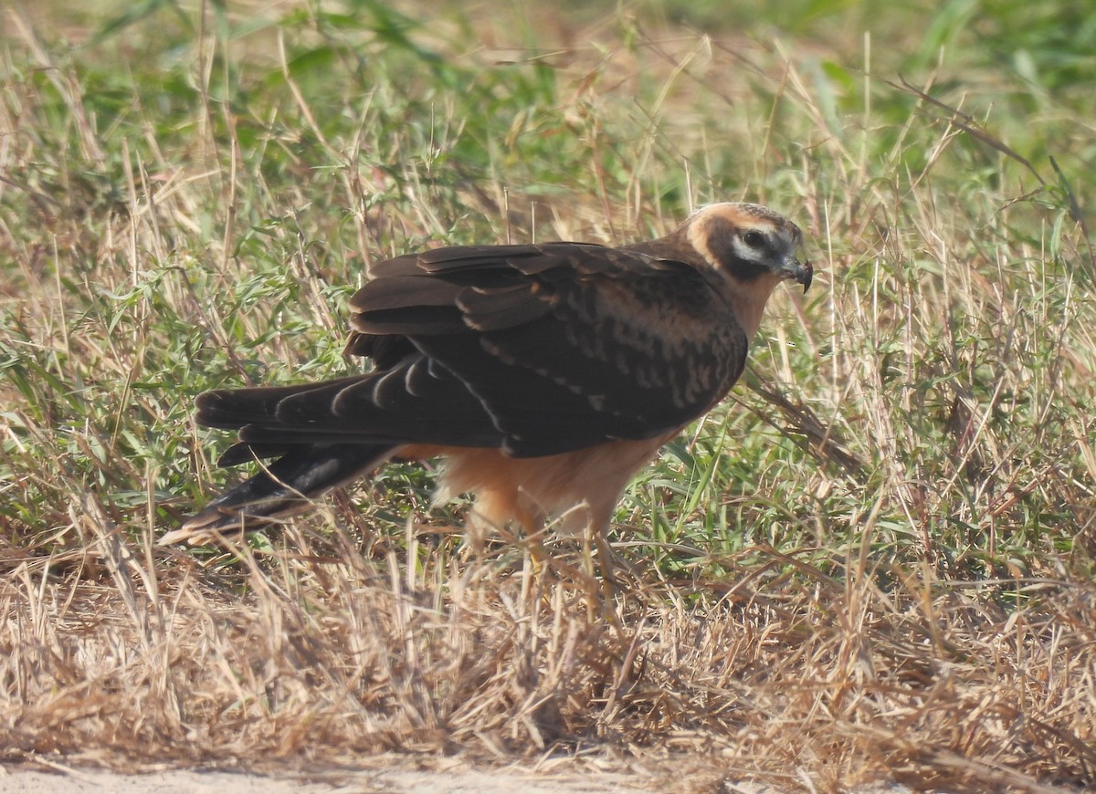 Pallid Harrier - ML627997744