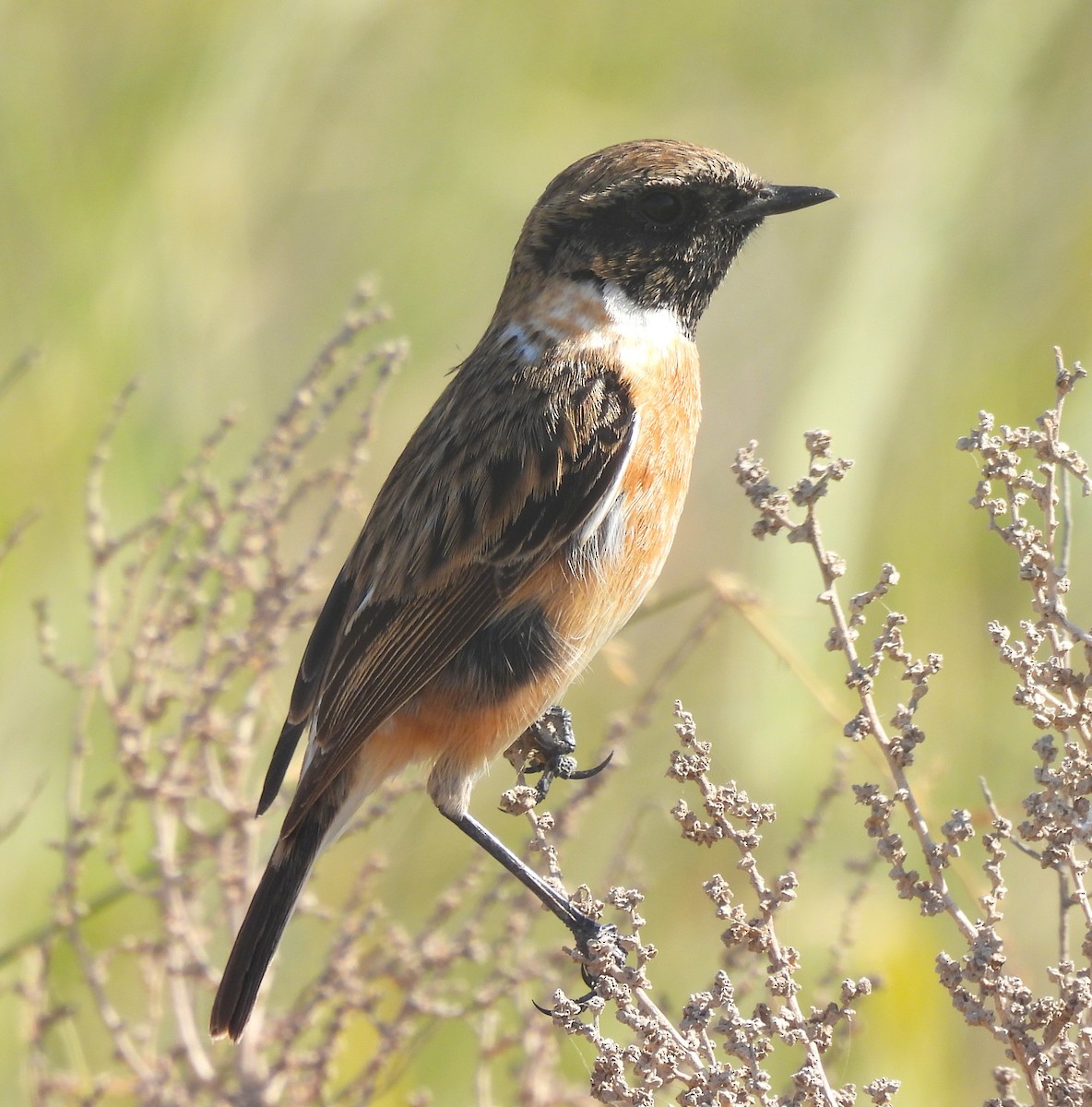 European Stonechat - ML627997770