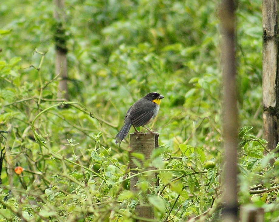 White-naped Brushfinch - ML627997797