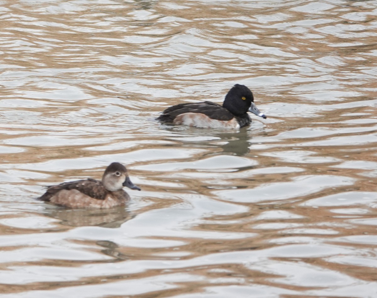 Ring-necked Duck - ML627997869