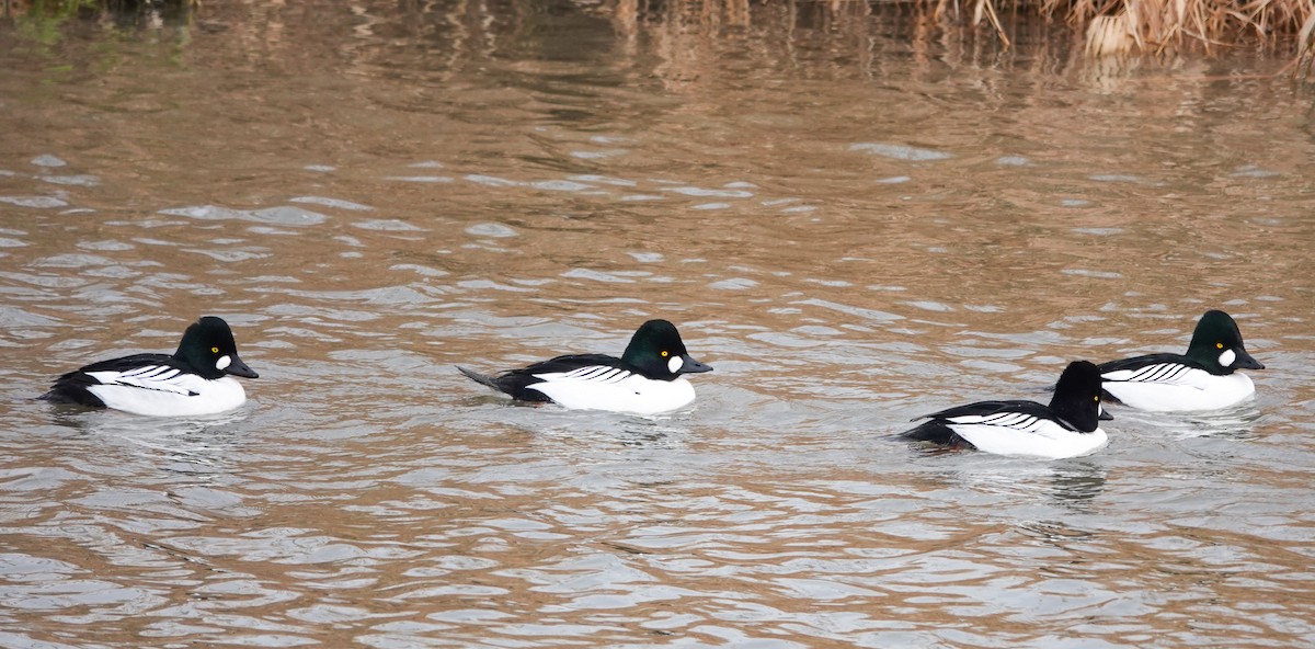 Common Goldeneye - ML627997888