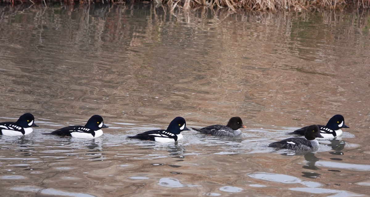 Barrow's Goldeneye - ML627997895