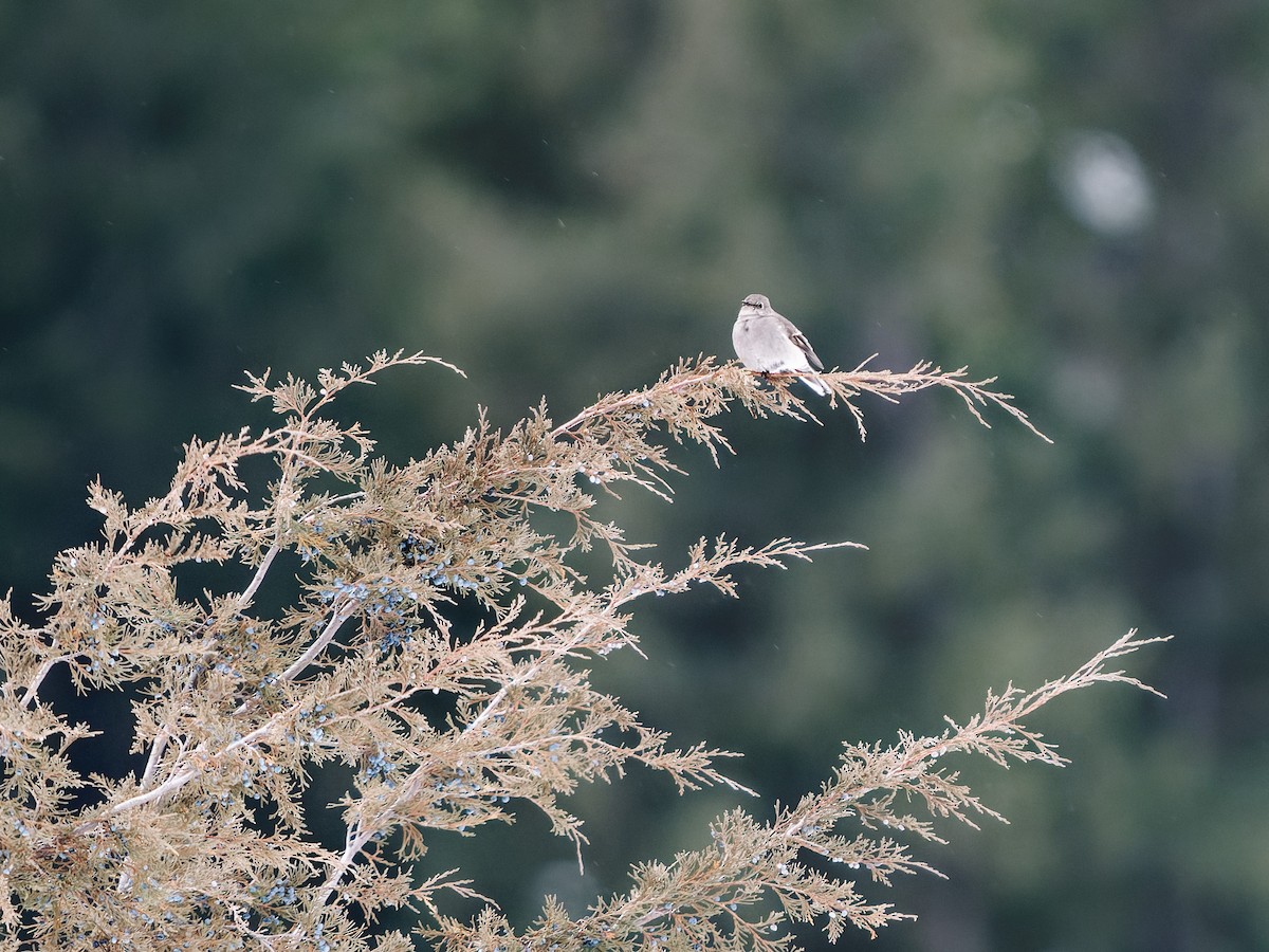 Townsend's Solitaire - ML627997918