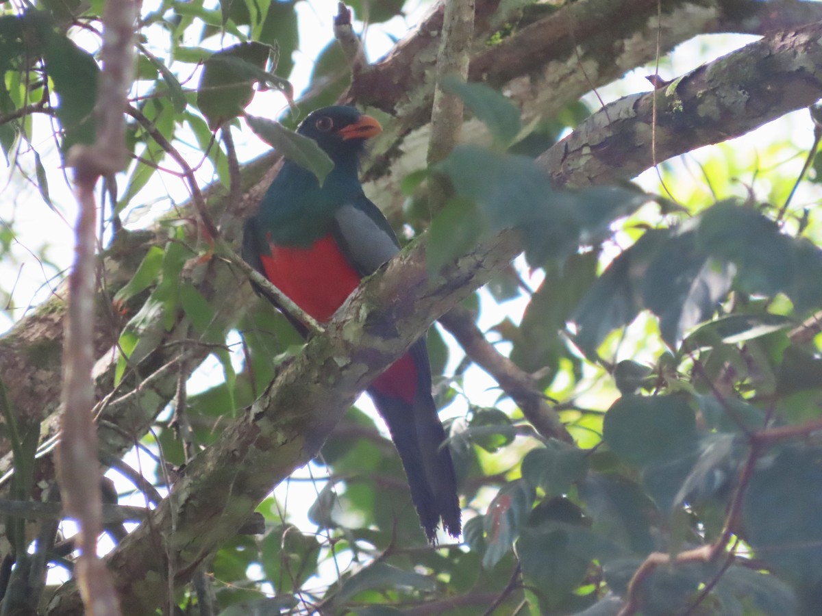 Slaty-tailed Trogon - ML627997996