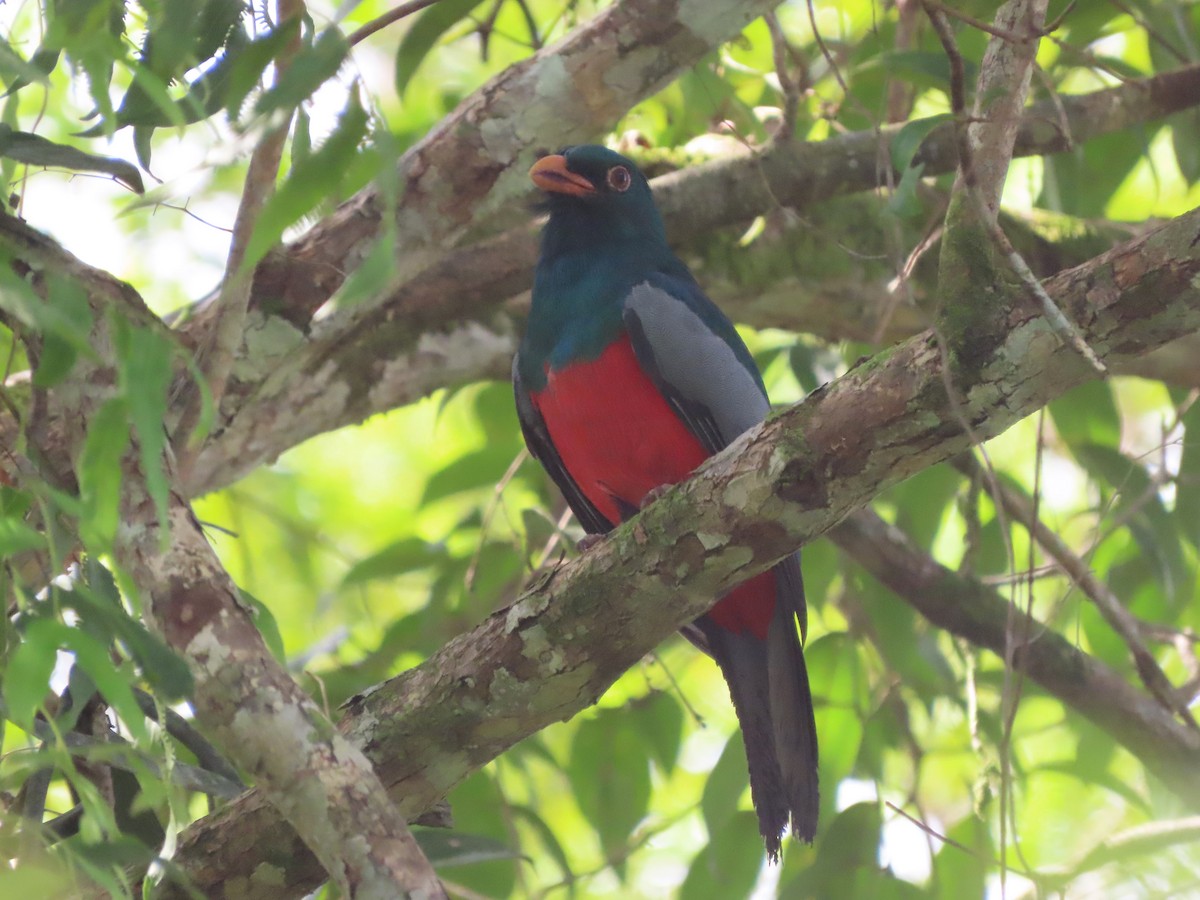 Slaty-tailed Trogon - ML627997997