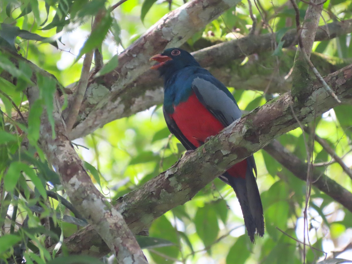 Slaty-tailed Trogon - ML627997998