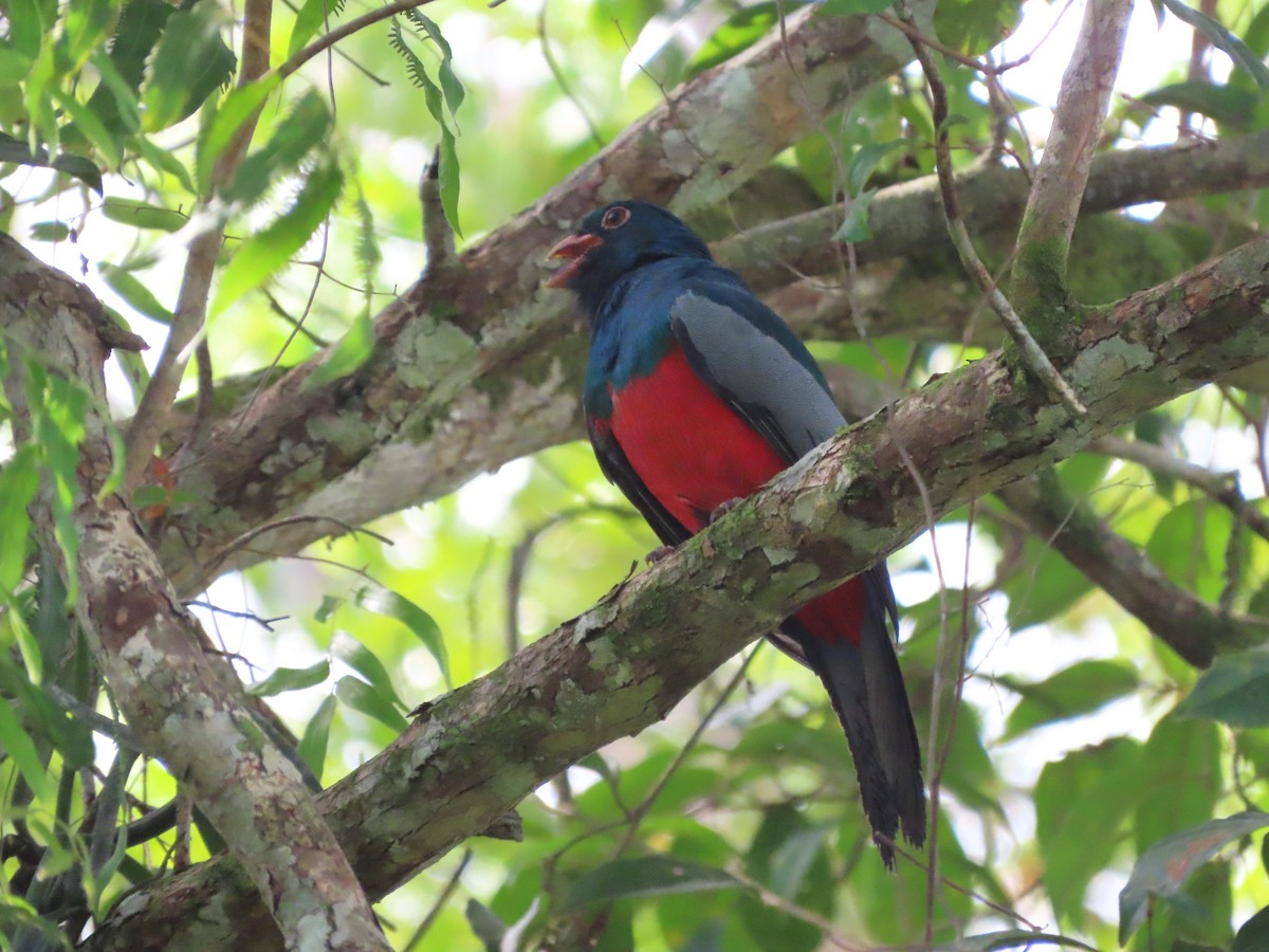 Slaty-tailed Trogon - ML627997999