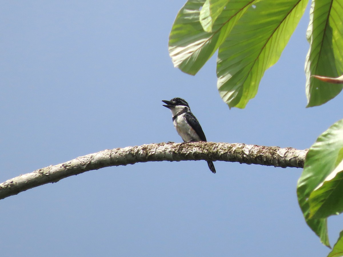 Pied Puffbird (Lesser) - ML627998001