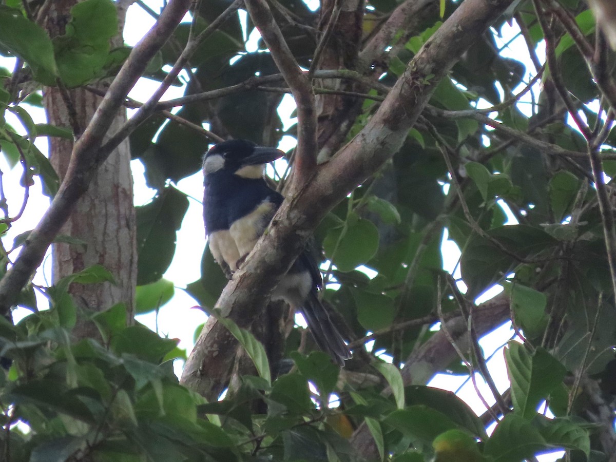 Black-breasted Puffbird - ML627998005