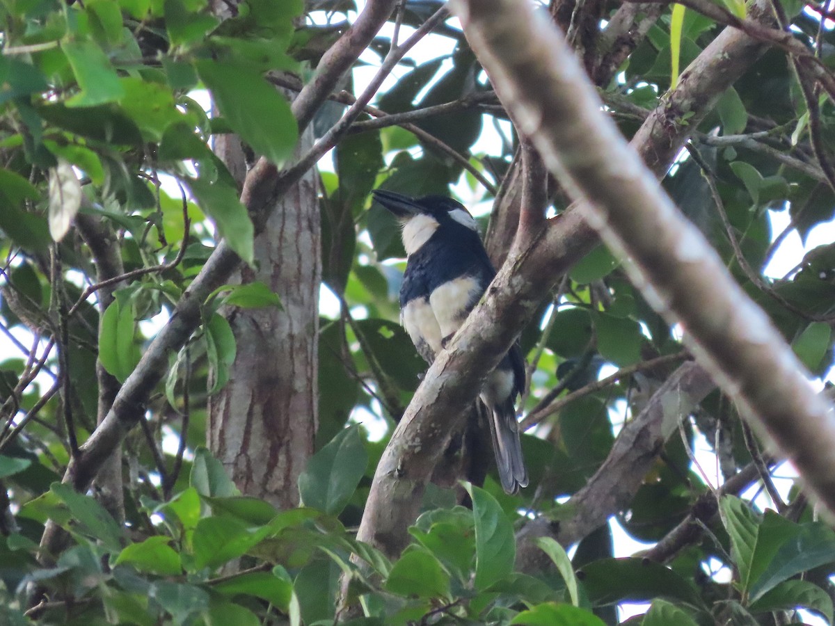 Black-breasted Puffbird - ML627998006