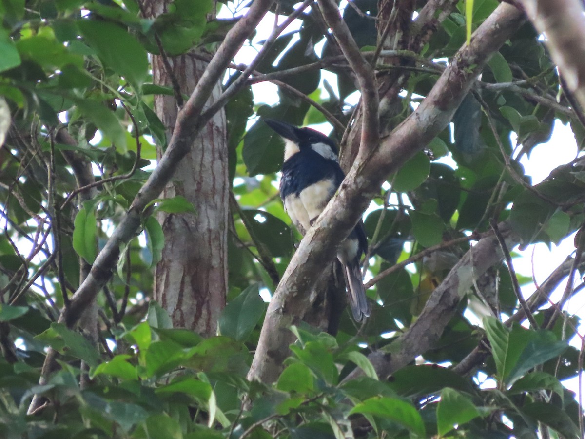 Black-breasted Puffbird - ML627998007