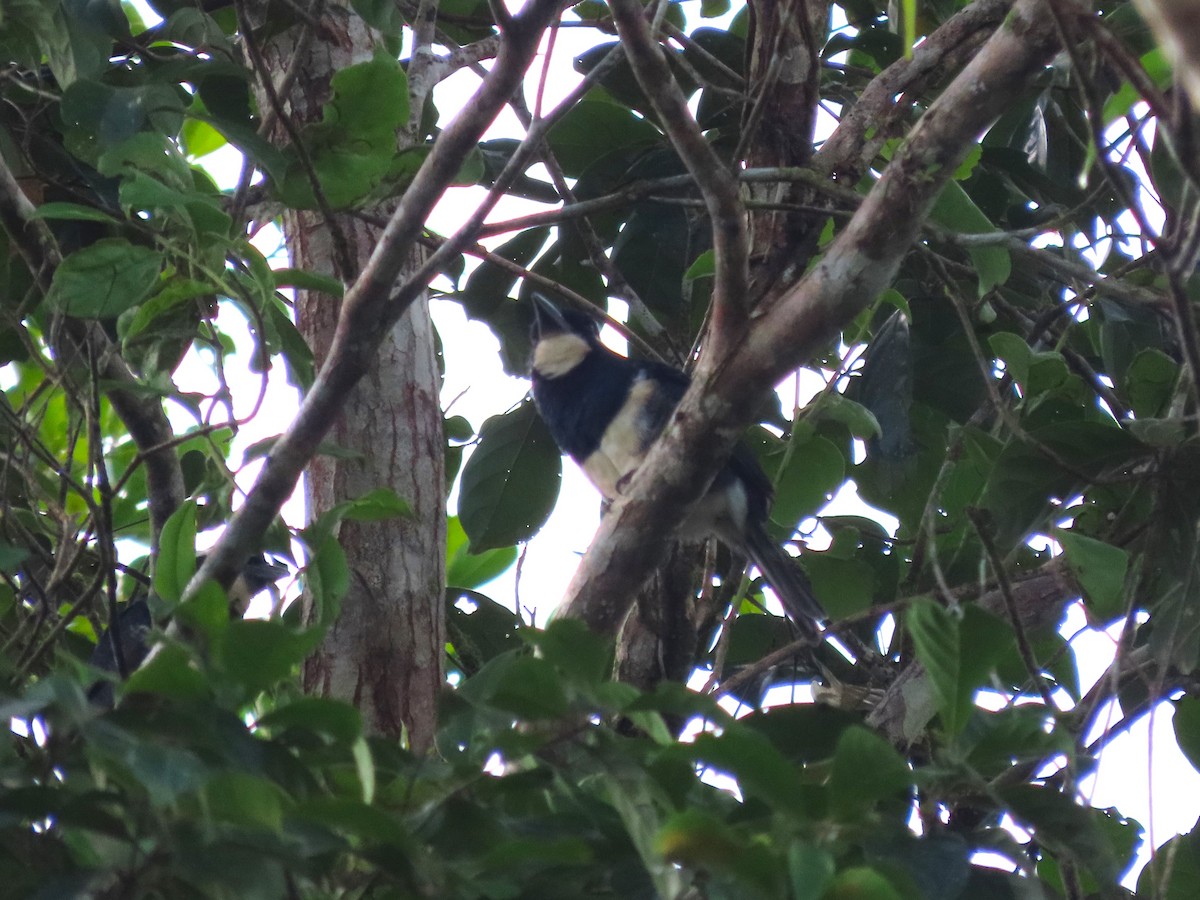 Black-breasted Puffbird - ML627998008